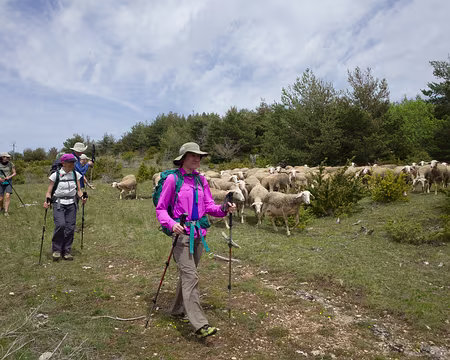 2017_05_05-14_26_24 Bergère et moutons