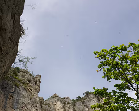 2017_05_05-15_22_45 Vautours