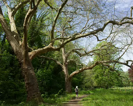 2017_05_15_12-19-10 Platanes et hêtre pourpre au domaine d'Ors