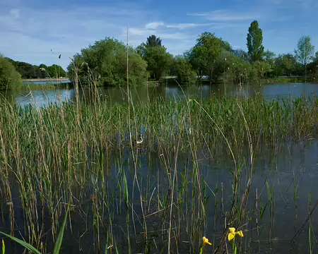 2017_05_15_16-51-44 Grèbe huppée sur son nid