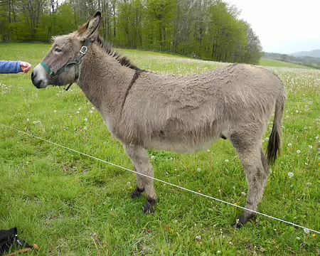 DSCN5637 l'âne du Poitou