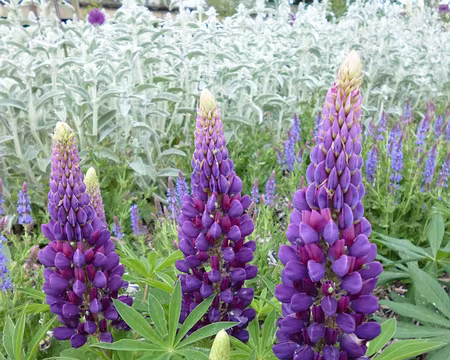 P1040538 Lupins