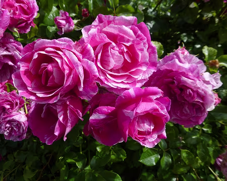 P1220153 Dans les jardins de Claude Monet