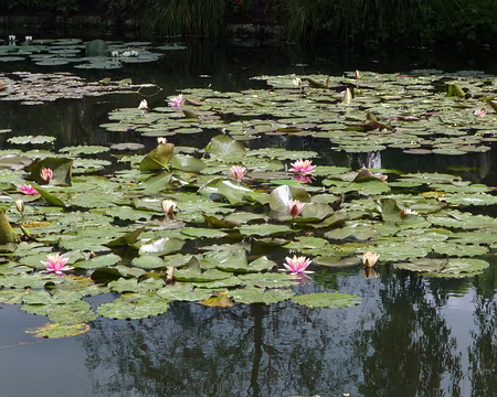 P1220159 L'étang aux nymphéas