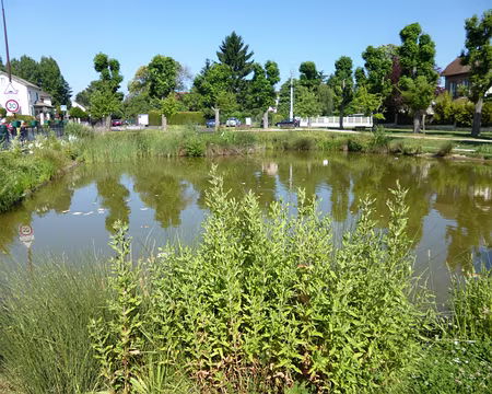 P1050099 La mare aux Champeaux (alt. 170 mètres), Montmorency