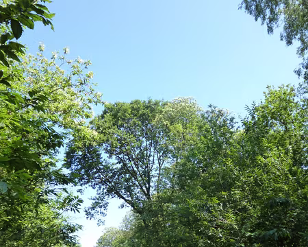 P1050102 Forêt de Montmorency, route forestière du Prieuré