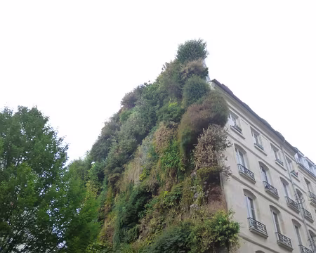 P1050313 Mur végétal, rue d'Aboukir