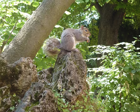 P1040820 Ecureuil dans le parc du Valentino