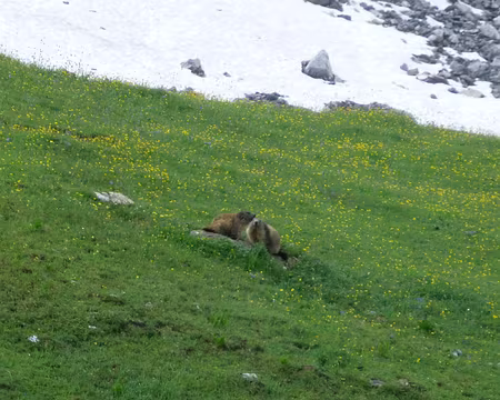 P1220512 Histoire de marmottes