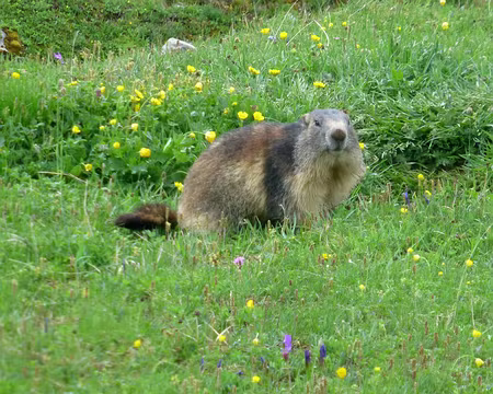 P1220529 Mais là elle pose pour nous.