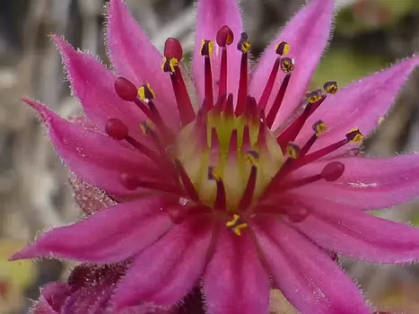 Bernadette Bernadette P, détail sortie