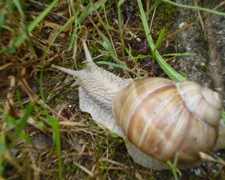 P1050344z2121 Il pleut, il mouille, c'est la fête à l'escargot de Bourgogne