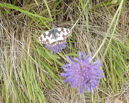 P1050353 Melanargia galathea (le demi-deuil)