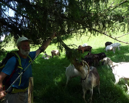 P1070939 la côte du Bayard, en redescendant sur Foncine le Haut