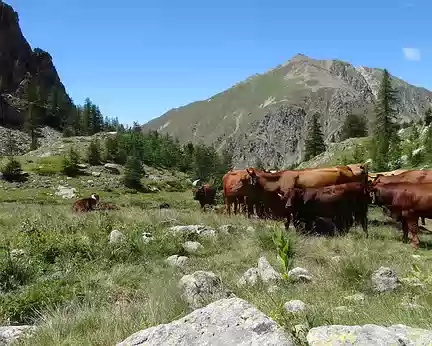 DSC02634 vaches dans le vallon du Ponset