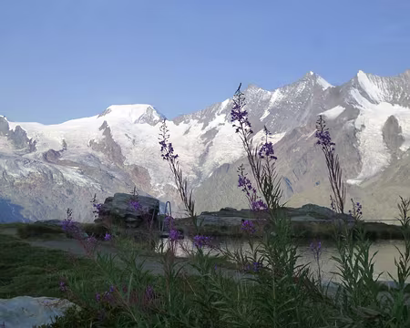 P1050709 Epilobes et les 4000 (Kreuzboden)