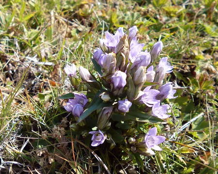 P1050726 gentianes champêtres