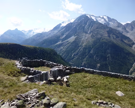 P1050729 Les moutons ne sont pas à plaindre, non plus !