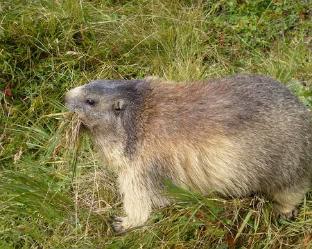 P1050748 J6 - Coin des marmottes à Spielboden ; celle-ci prépare son nid en amassant de l'herbe qu'elle a ensuite emportée dans son terrier.