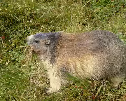 P1050748 J6 - Coin des marmottes à Spielboden ; celle-ci prépare son nid en amassant de l'herbe qu'elle a ensuite emportée dans son terrier.