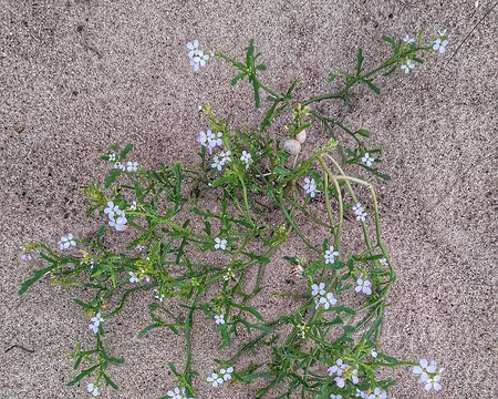 St Malo (04) cakilier, plante de dunes