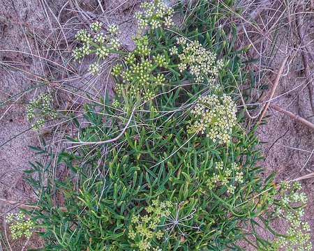 St Malo (05) criste marine