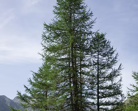 2017_08_28_10-50-44 Mélèzes