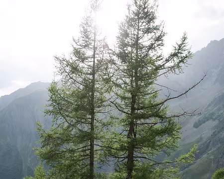 2017_08_29_18-14-15 Mélèzes