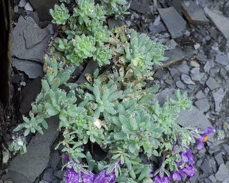 2017_09_01_10-20-11 Au col de la Muzelle