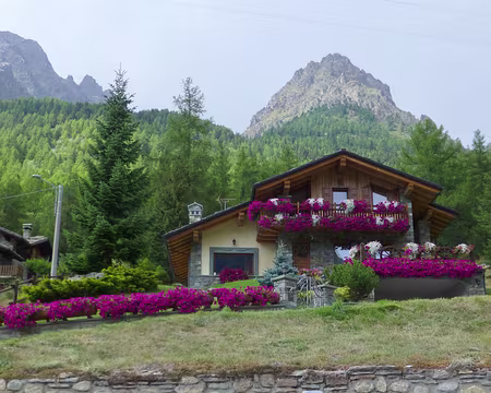 P1240386 Trop de fleurs