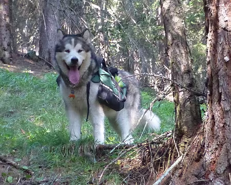 P1240420 Il porte ses croquettes