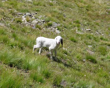 P1240447 Agneau égaré
