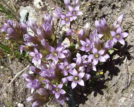 DSCF0430 Gentianes Champêtres (d'après Philippe)