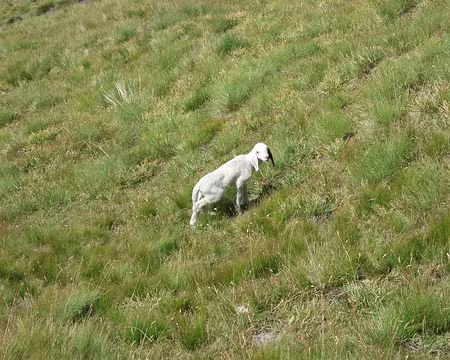 DSCF0499 Agneau perdu