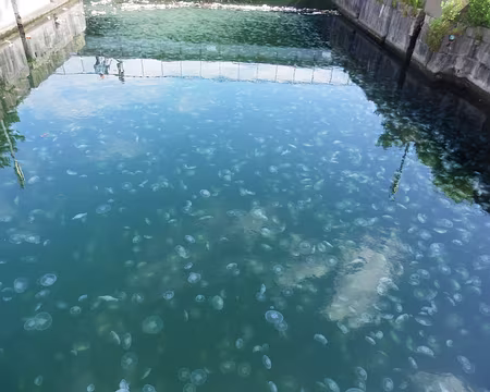 P8051759 Bain de méduses