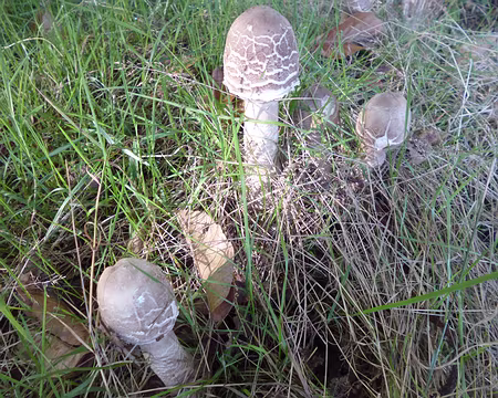 P1050758 Coulemelles