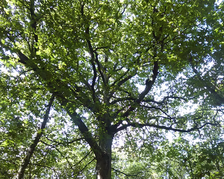 P1050761 Chêne Saint-Louis, 250 ans