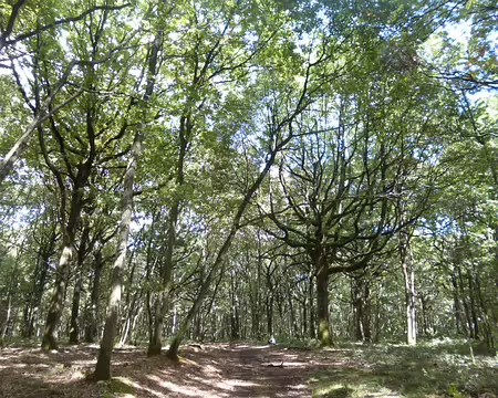 P1050797 Bois de Sainte-Mesme