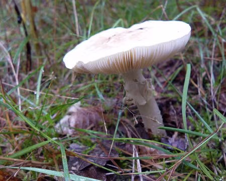 P1050904 Amanite phalloïde