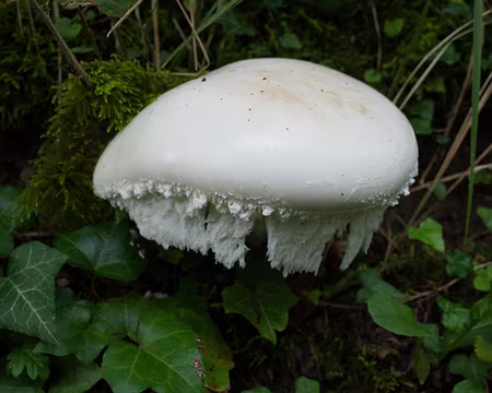 2017_09_20_10-03-41 Sortie champignons ?