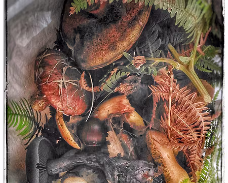 La récolte de Marei Claire La récolte de Marei Claire