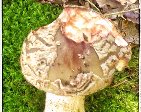 Golmotte ou alors amanite panthère Golmotte ou alors amanite panthère