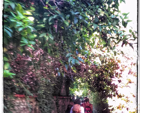 Les longs sillons de Thomery Les longs sillons de Thomery