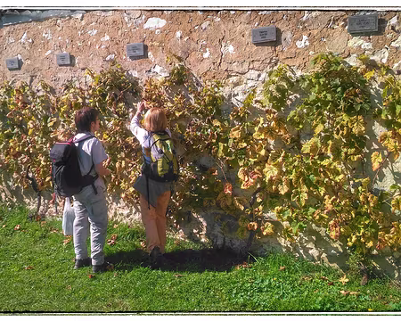 Dans les jardins Salomon Dans les jardins Salomon