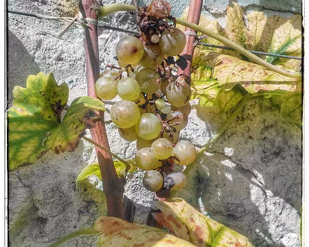 les grains chauds et sucrés les grains chauds et sucrés