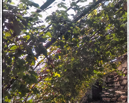 Les serres du jardin Salomon Les serres du jardin Salomon