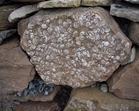 DSCN6244 fossiles de coquillages