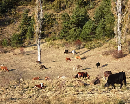 DSCF0612 Près de lac de Peyssier.