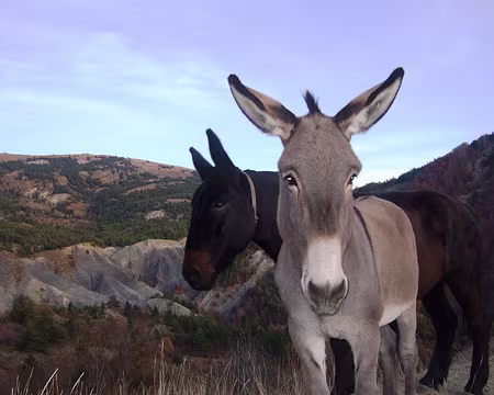 DSCF0615 Les mules du muletier et gardien du gite des Oustaus