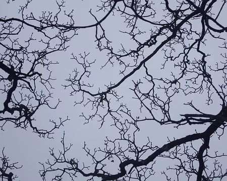 DSCF0700 A cause de la sècheresse les arbres ont perdus leurs feuilles